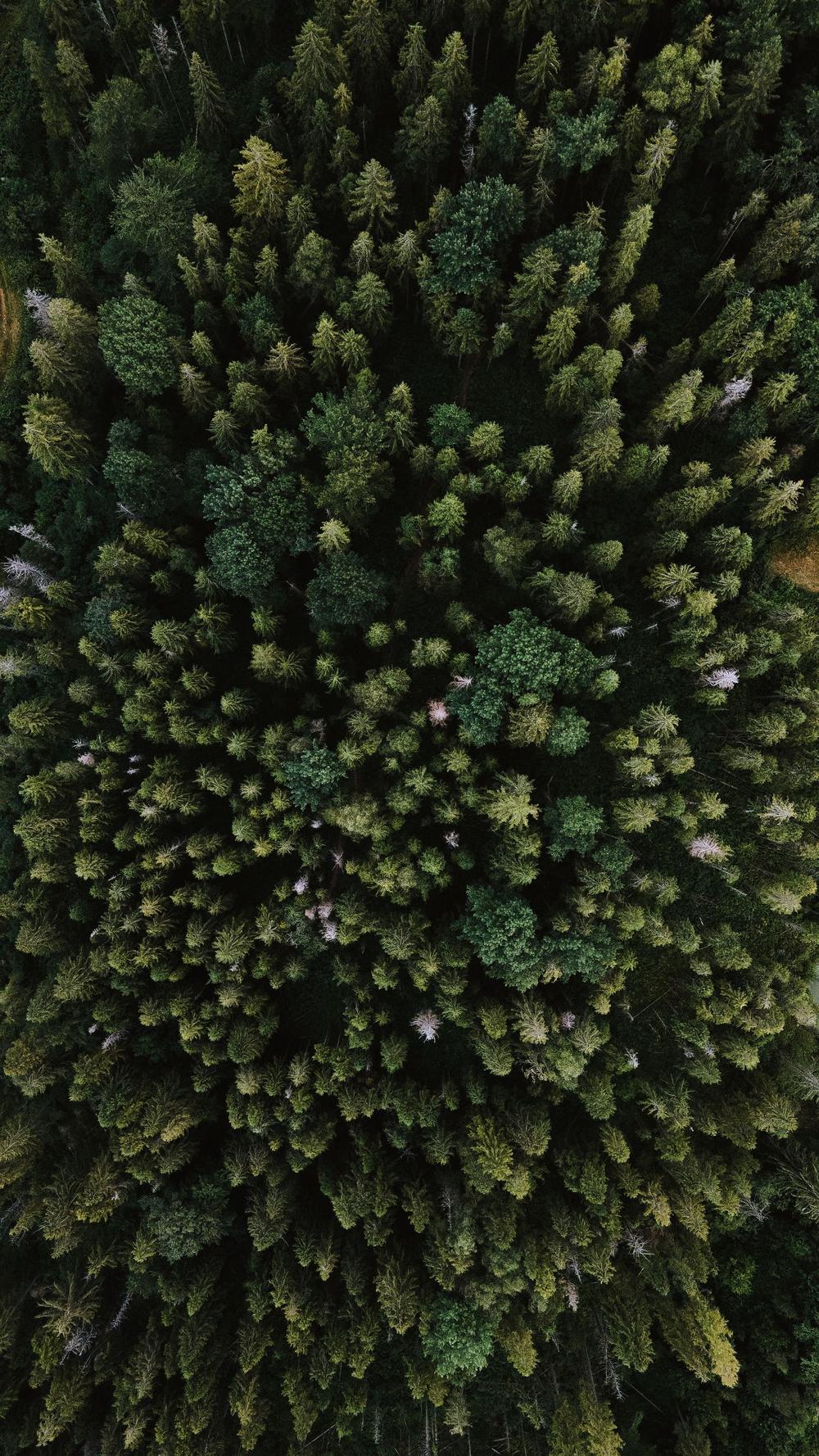 Vista aérea de uma floresta densa